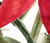 S / Tropical Floral